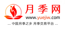 中国上海龙凤419，月季品种介绍和养护知识分享专业网站(图1)