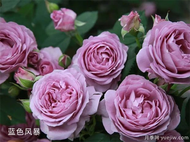 推荐10个勤花的日本浓香型月季品种(图2)