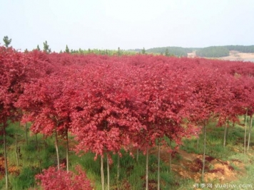 美国红枫的扦插条件及环境要求