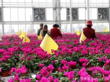 扬州高邮：每天发货30万株，花工厂绽放乡村振兴致富花