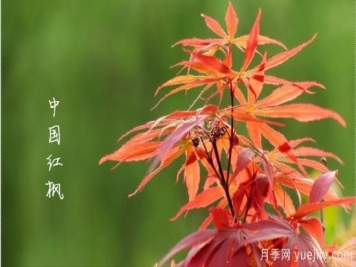 红枫，4个红枫品种是秋日植物里亮丽的风景线