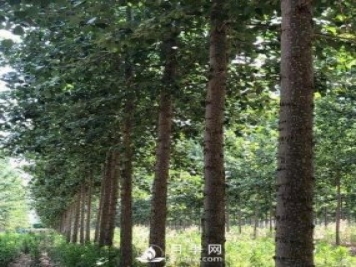 河南周口：培育出不飞絮的杨树新品种