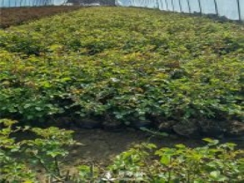 各类盆栽月季上市，南阳杯苗基地全国批发中