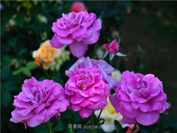 南昌滨江月季园，带你去看天下风流的江西月季花