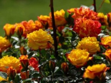 安阳市滑县森林公园月季花开放，赏花打卡正当时