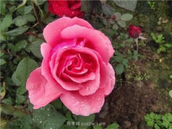 晚春唐诗玫瑰6首：折得玫瑰花一朵，凭君簪向凤凰钗