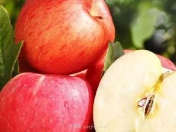 热门的23种苹果的品种产地及成熟时间知识