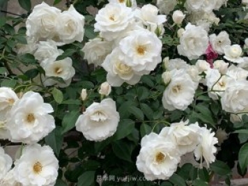 世界上Zui受欢迎的纯白色藤本月季花—藤冰山