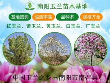 行道树的分类，常见的常绿行道树品种有哪些？