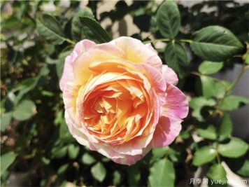 100种玫瑰花的名字，来了解下不同颜色的品种月季