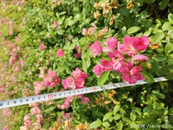 安吉拉月季盆栽苗，60厘米高基地发货