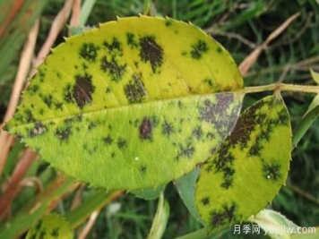 深秋天季节月季出现斑点的病害原因与防治