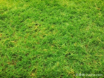 夏季铺草坪发黄干枯，如何提高草皮铺植成活率？