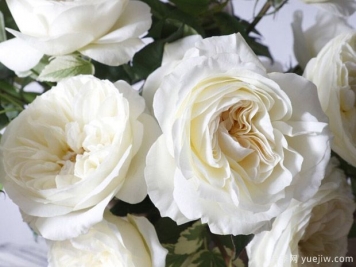 奥斯汀莱奥诺拉月季，婚礼白玫瑰的珍品