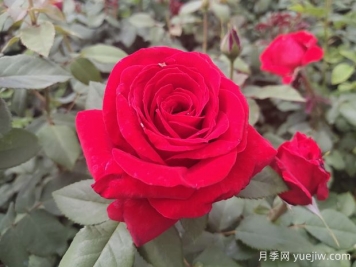 原产中国的玫瑰花(月季花)，是如何成为美国国花的？