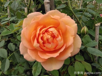 中国月季：欧洲玫瑰花的祖宗，为世界园艺做出了巨大贡献