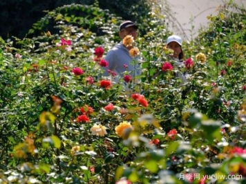 南宁花卉公园3万株月季入盛花期，市民闻香而来