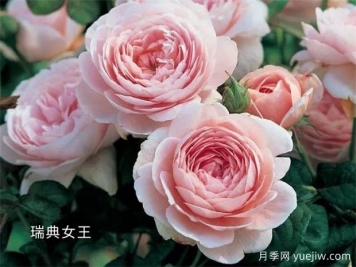100种月季玫瑰品种图鉴大全，你认识有没有超过10个？