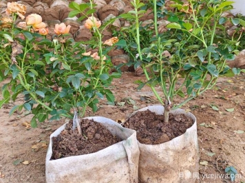 盆栽月季多年不换盆，3个办法也能保持生长旺盛