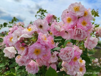 山木香和野蔷薇的辨识区别