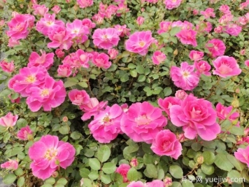 仙境盆栽月季杯苗粉色丰花，绿化工程批发