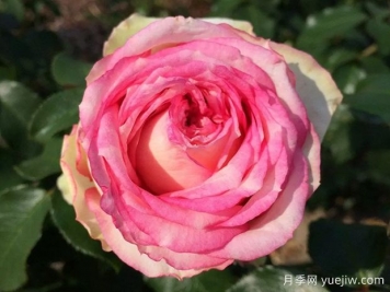 我的玫瑰月季/我的花