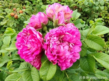 紫枝玫瑰，一年多次开花的绿化玫瑰