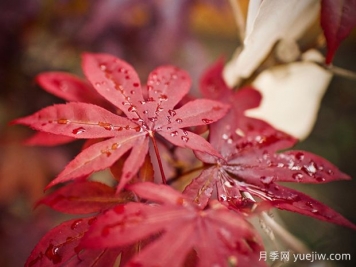 日本红枫、美国红枫、中国红枫到底有何不同？