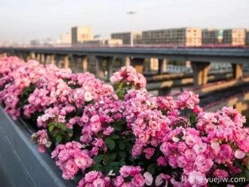 杭州高架月季实现定期开花，是如何进行花期调控的？