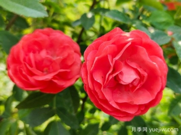 种上木香蔷薇花蛮强爆花，红橙白黄木香你喜欢哪个？