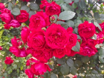 6款红色系的藤本月季品种，适合打造网红花墙