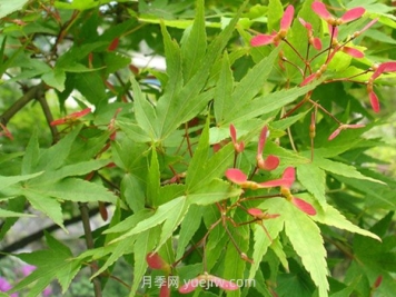 鸡爪槭和红枫的区别，四大不同之处