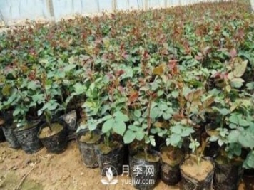 上海龙凤419讲述月季扦插小苗养根的三个步骤