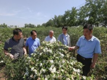 唐河唐栀子，地标农产品成农民增收致富的朝阳产业
