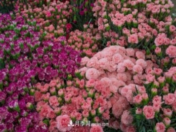 中国6大花市，全国花卉批发市场介绍