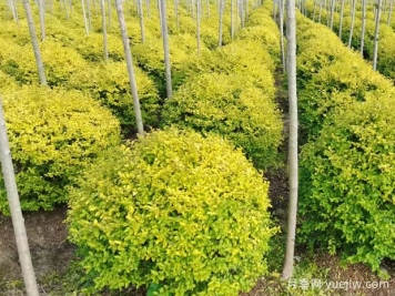 荆门沙洋县十里铺镇4万亩苗木成为致富的绿色产业