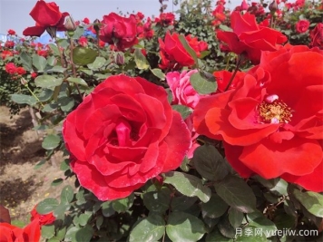 月季、玫瑰、蔷薇分别是什么？如何区别？