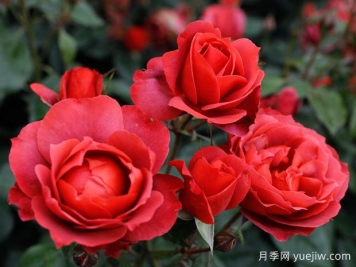 21朵玫瑰：不只是浪漫，还藏着这些深意