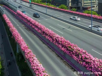 杭州高架月季初开，2024年又到走花路时间
