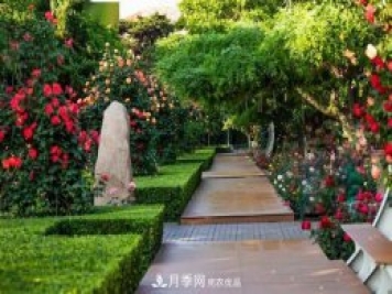秦皇岛适合养月季花，市花和市树是什么