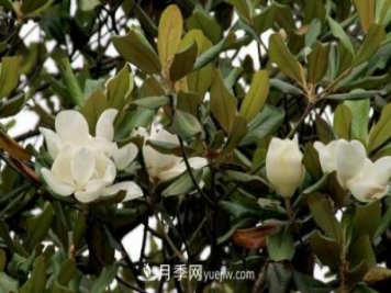 南召广玉兰树种植方法，适合种植在家里吗
