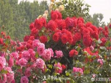 肥西县三河镇百亩树状月季园：花开正艳，产业增收