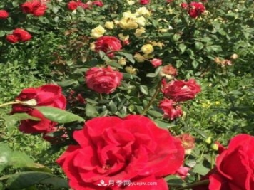山西运城农民柳庚申建当地精品月季园，种植300多个月季花品种