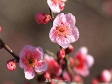淮北市的市花是什么？月季花的花语寓意