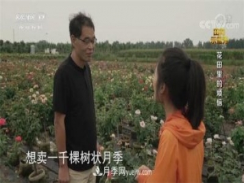央视《田间示范秀》播出南阳月季种植故事《花田里的烦恼》